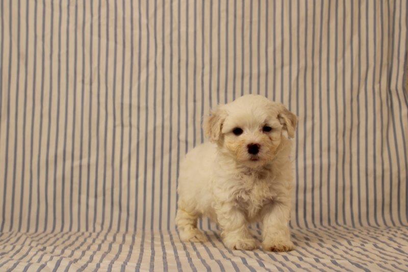 puppy, for, sale, Maltipoo, Matthew B. Stoltzfus, dog, breeder, Gap, PA, dog-breeder, puppy-for-sale, forsale, nearby, find, puppyfind, locator, puppylocator, aca